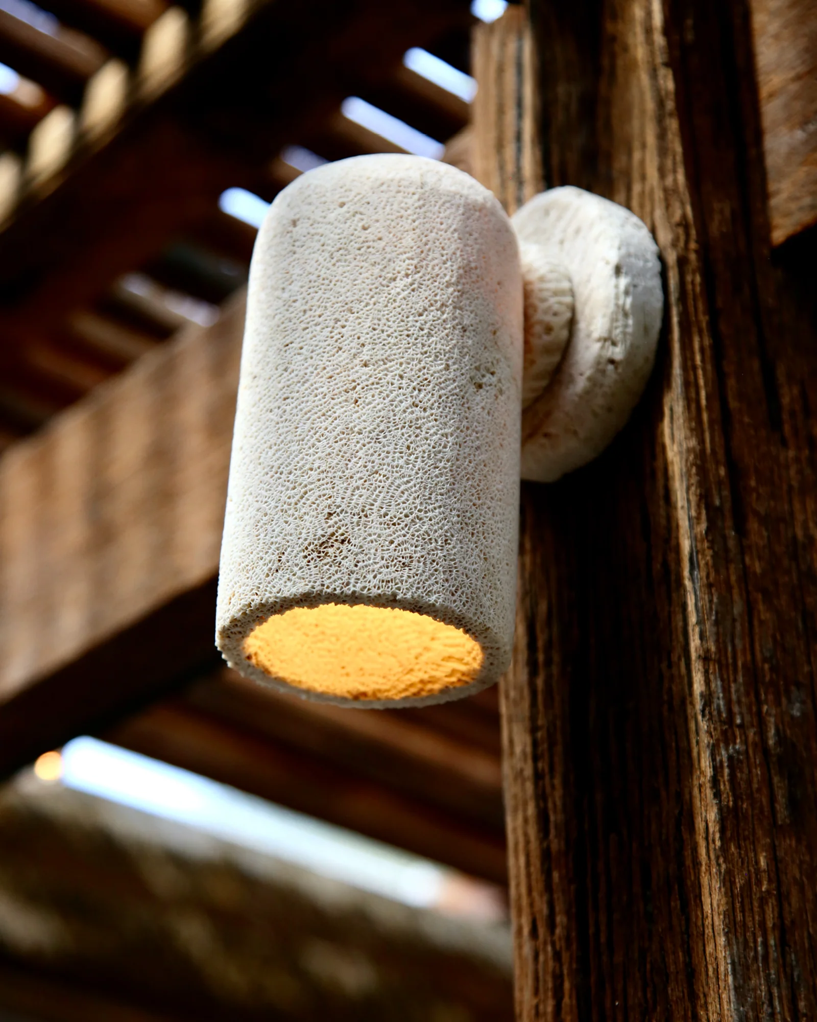 Fossil Coral Dome Wall Light - Image 3